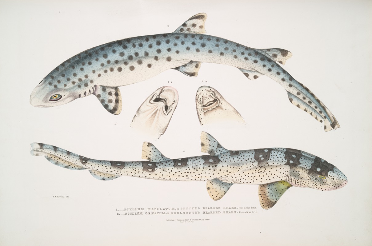 John Edward Gray - 1. Spotted Bearded Shark, Scyllum maculatum. India, Mus. Brit.; 2. Ornamented Bearded Shark, Scyllum ornatum