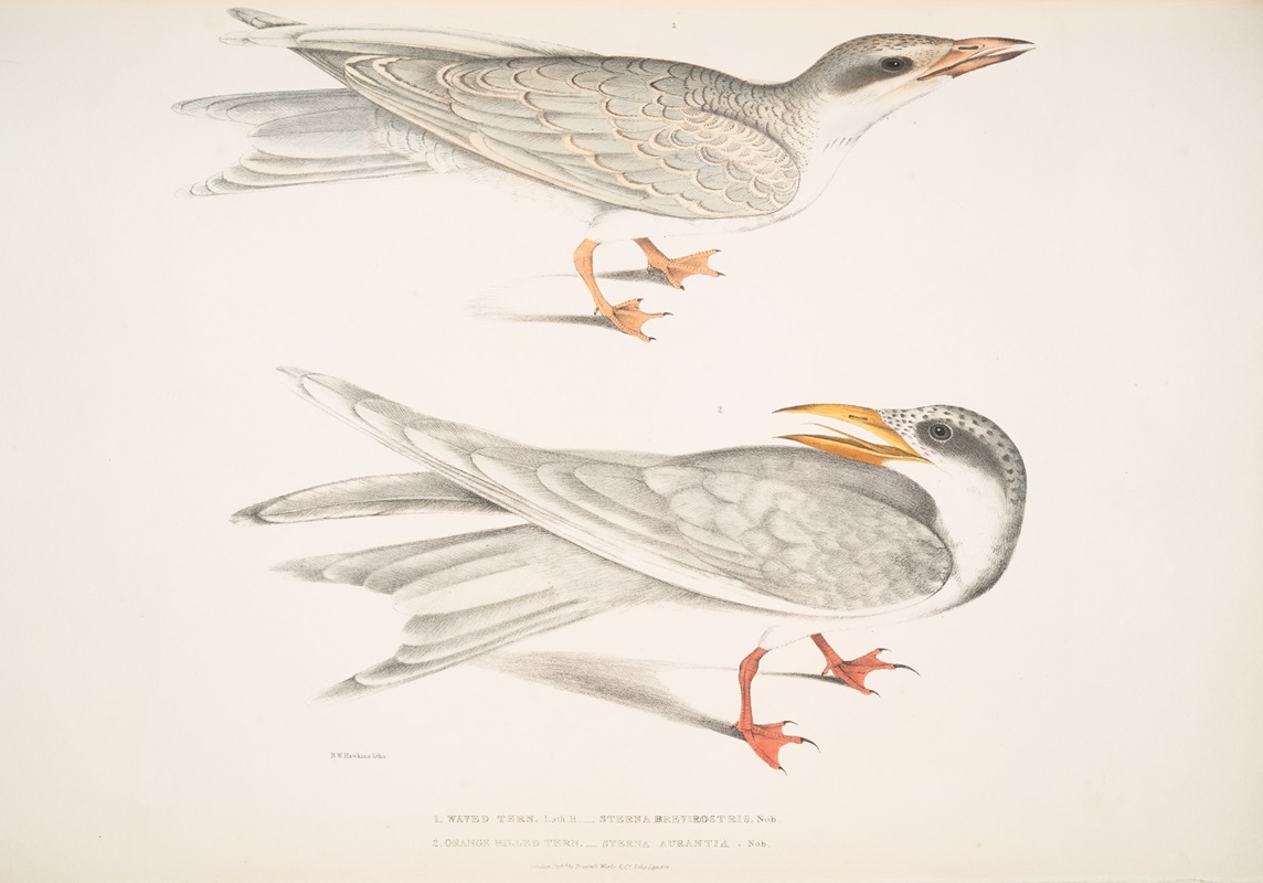John Edward Gray - 1. Waved Tern, Sterna brevirostris; 2. Orange Billed Tern, Sterna aurantia.