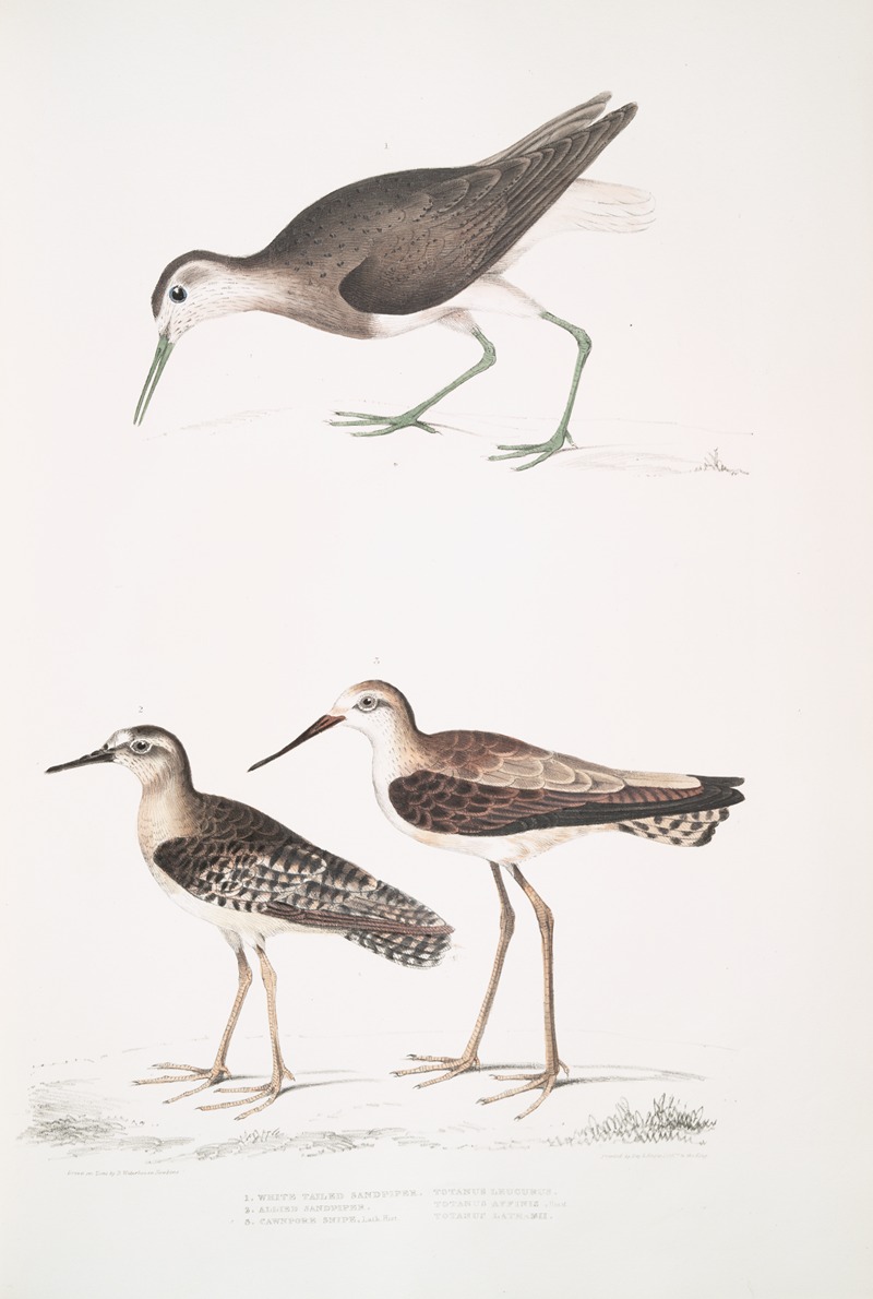 John Edward Gray - 1. White Tailed Sandpiper, Totanus leucurus; 2. Allied Sandpiper, Totanus affinis; 3. Cawnpore Snipe, Totanus Lathami.