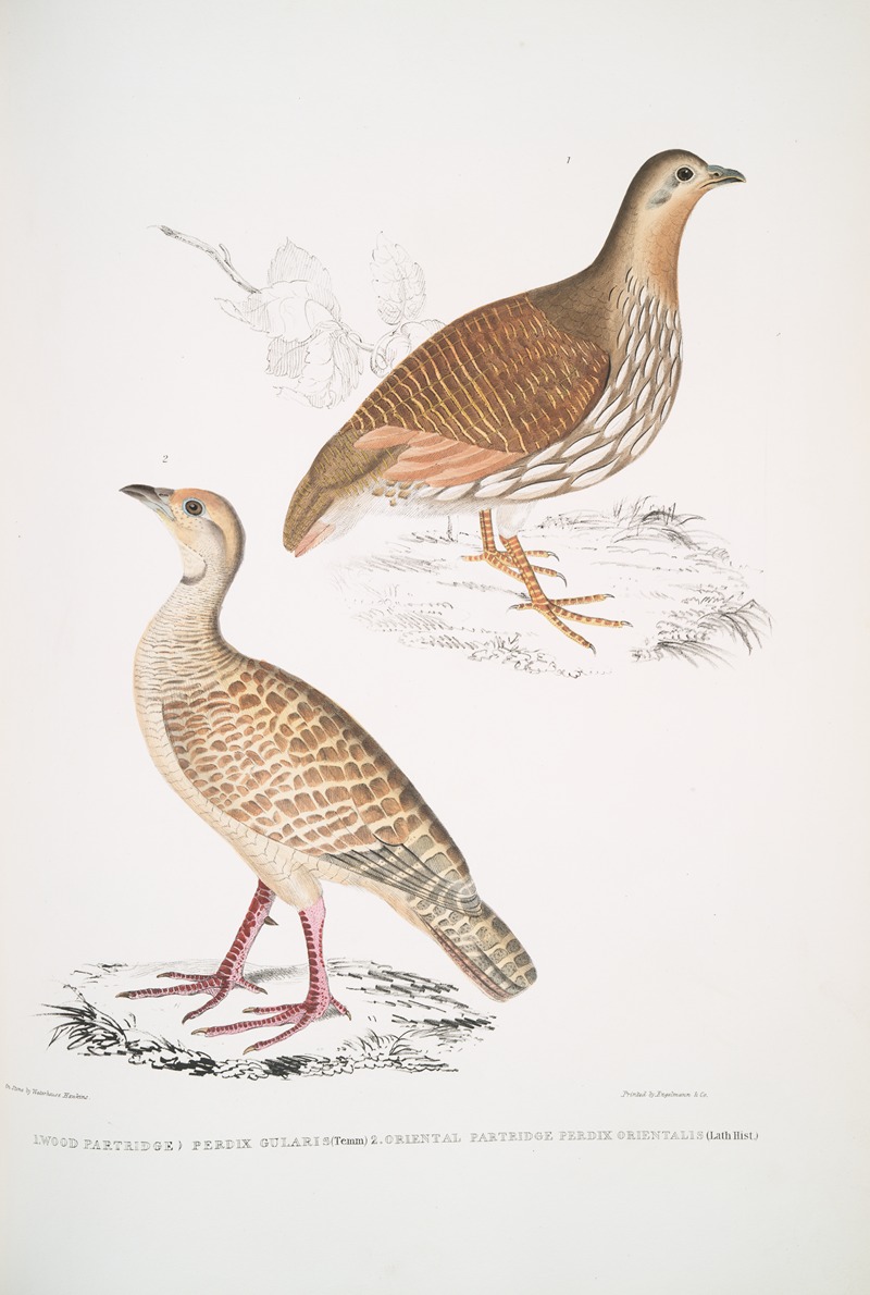 John Edward Gray - 1. Wood Partridge, Perdix gularis; 2. Oriental Partridge, Perdix orientalis.