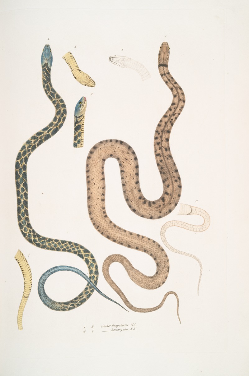 John Edward Gray - 1-3. Bengal Snake, Coluber Bengalensis; 4-7. Lozenge Snake, Coluber rectangulus.