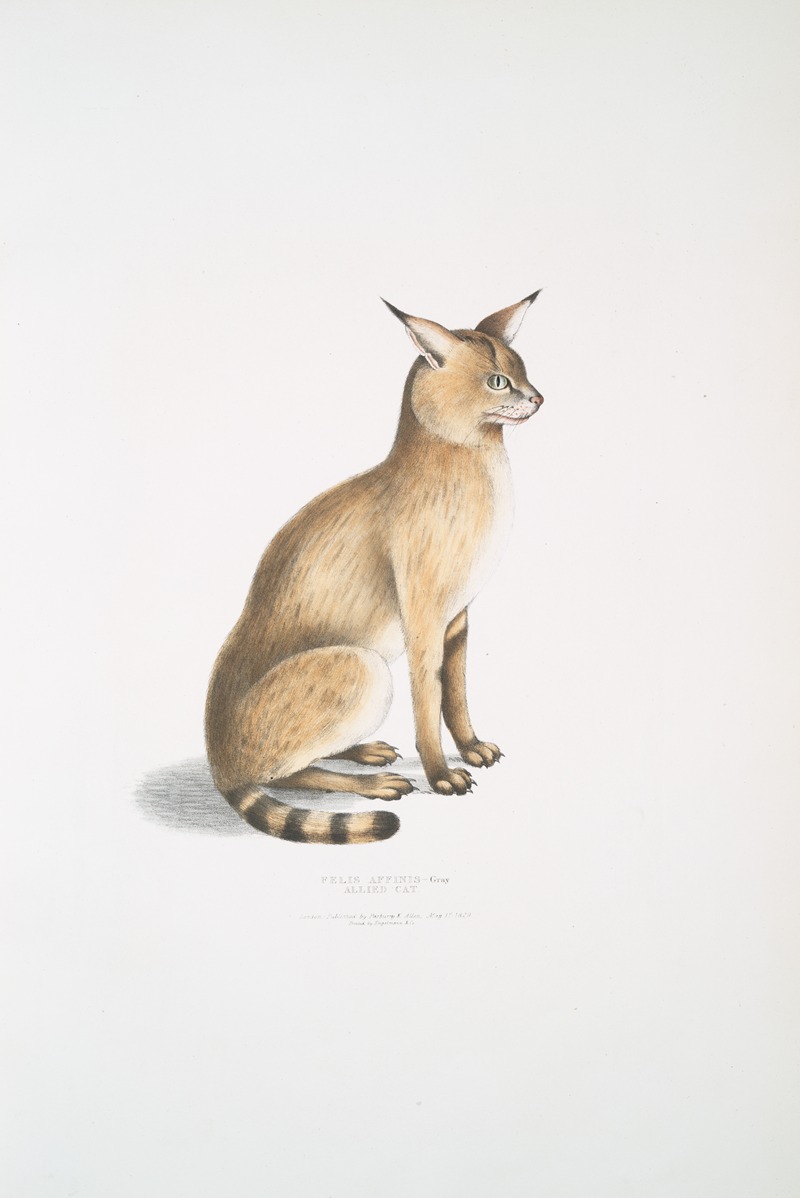 John Edward Gray - Allied Cat, Felis affinis