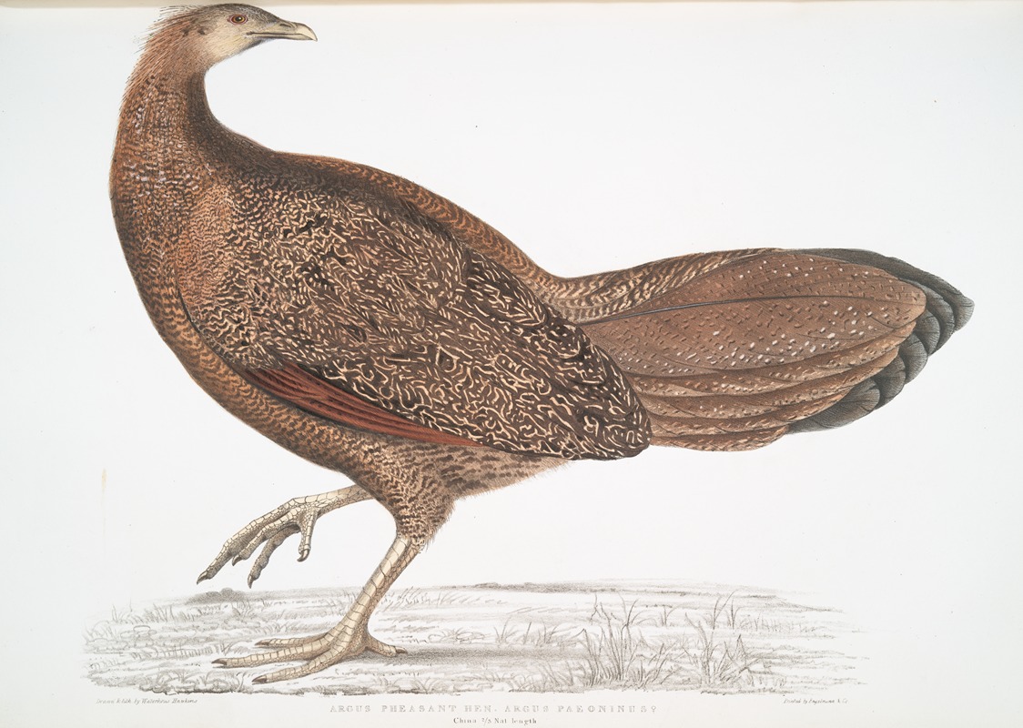 John Edward Gray - Argus Pheasant, Argus Paeoninus [Pavoninus]. China