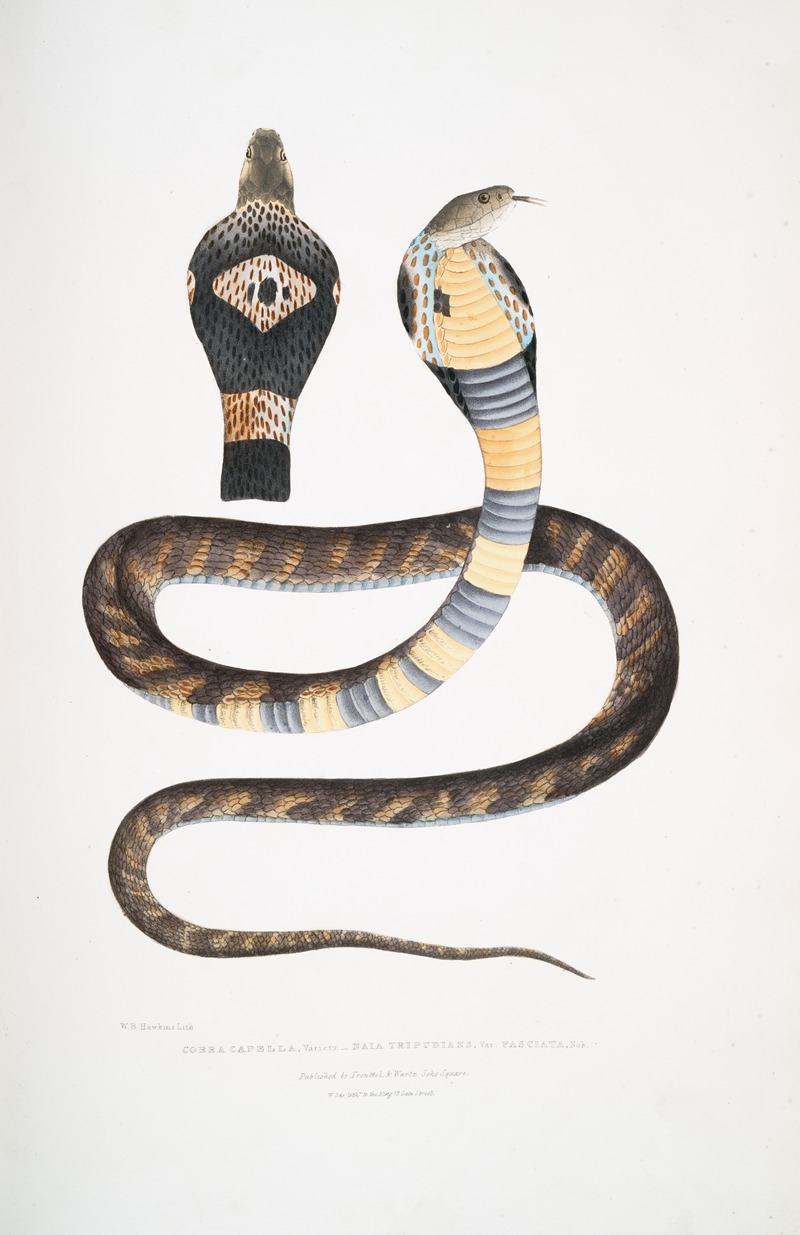 John Edward Gray - Banded Cobra Capella, variety, Naia tripudians, var. fasciata.