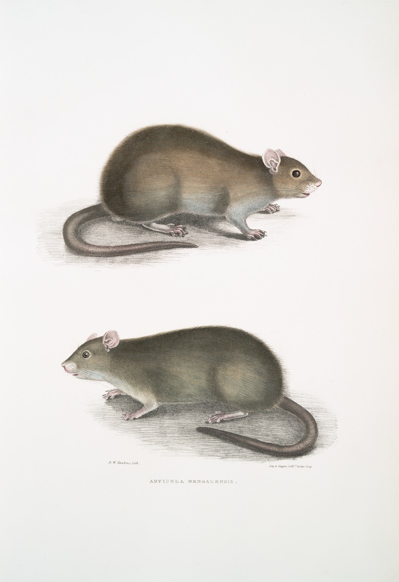 John Edward Gray - Bengal Field Rat, Arvicola Bengalensis.