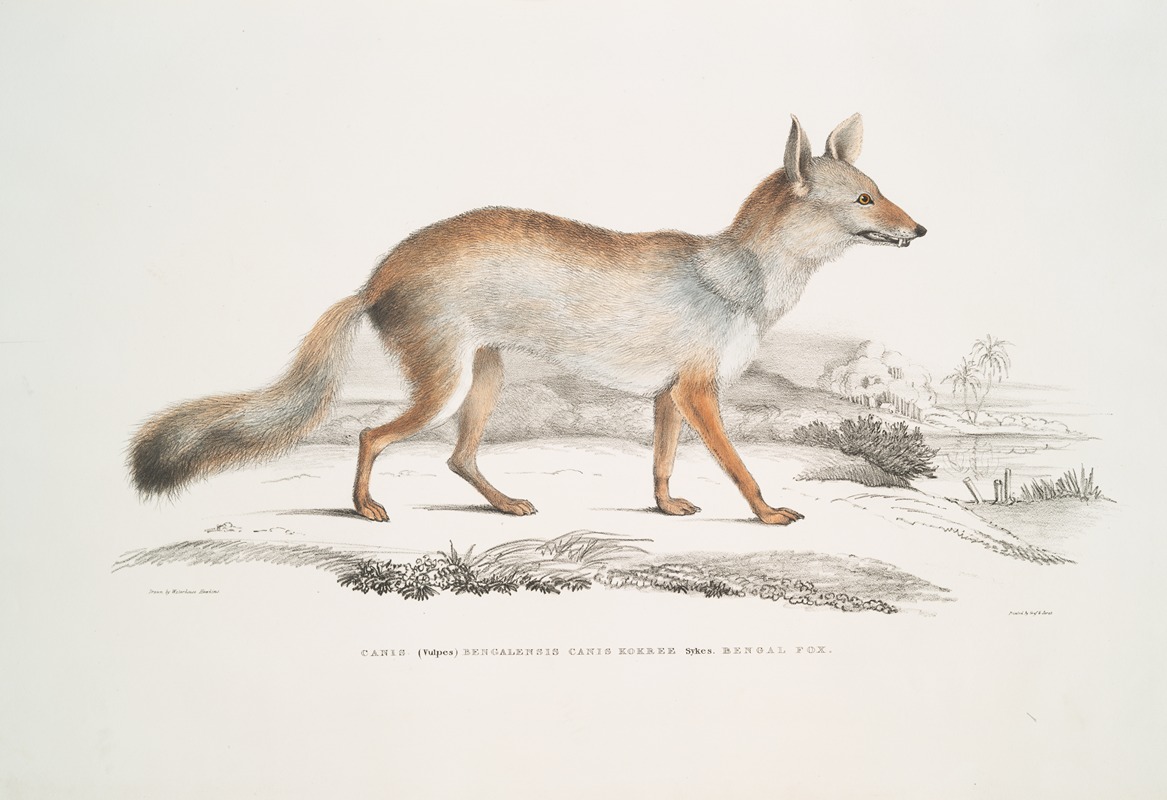 John Edward Gray - Bengal Fox, Canis (Vulpes) Bengalensis, Canis Kokree.
