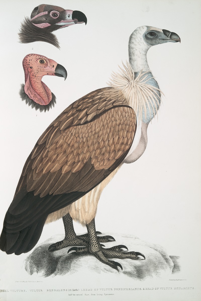 John Edward Gray - Bengal Vulture, Vultur Bengalensis. 1 Head of Vultur Pondicherianus; 2. Head of Vultur monarchus [monachus].