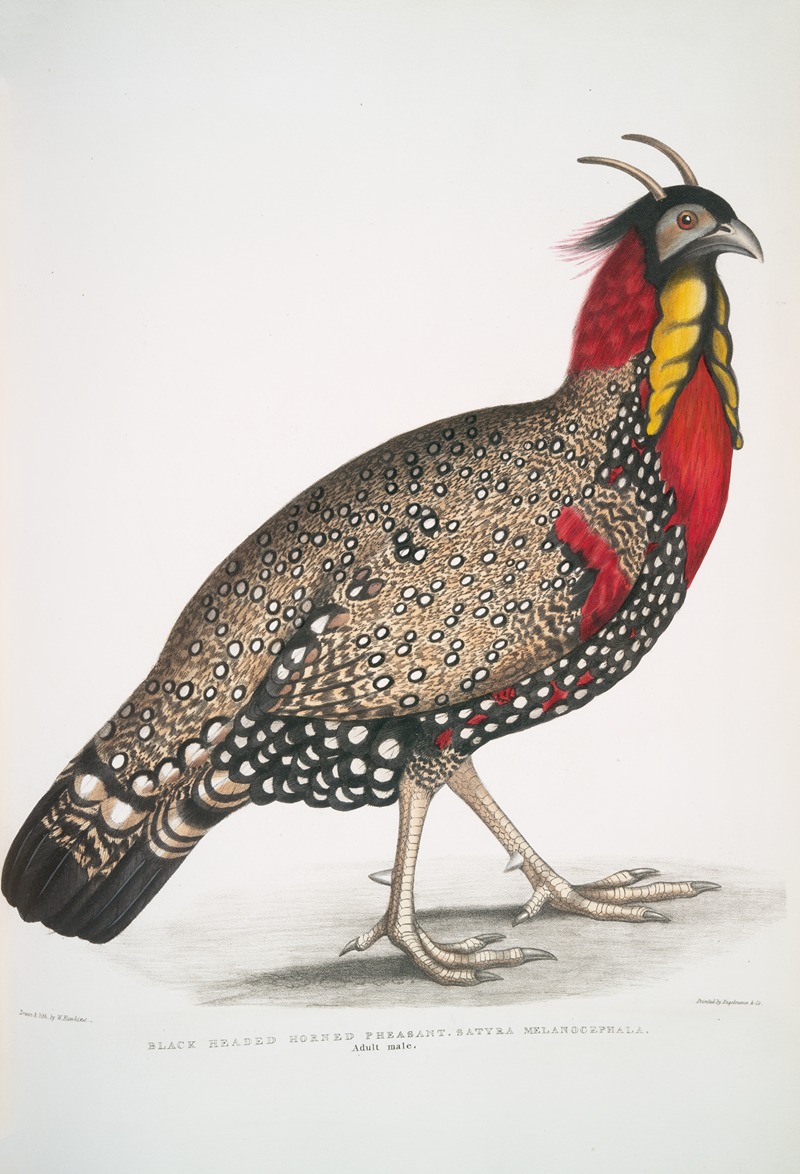 John Edward Gray - Black head Horned Pheasant, Satyra melanocephala. Adult male.