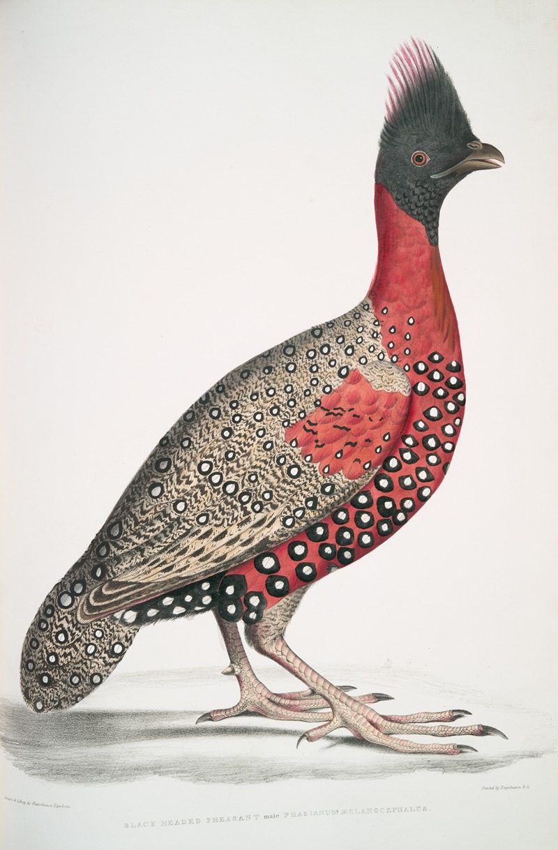 John Edward Gray - Black headed Pheasant,; Phasianus melanocephalus. Young male of former.