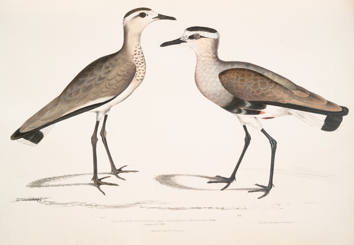 John Edward Gray - Black Sided Sandpiper, Charadrius ventralis [Wagleri]. Male & Female. Cawnpore, January 1798.