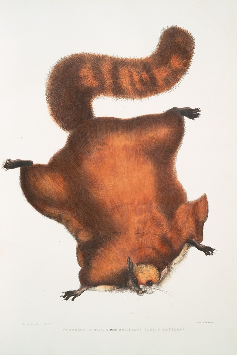 John Edward Gray - Brilliant Flying Squirrel, Pteromys nitidus.
