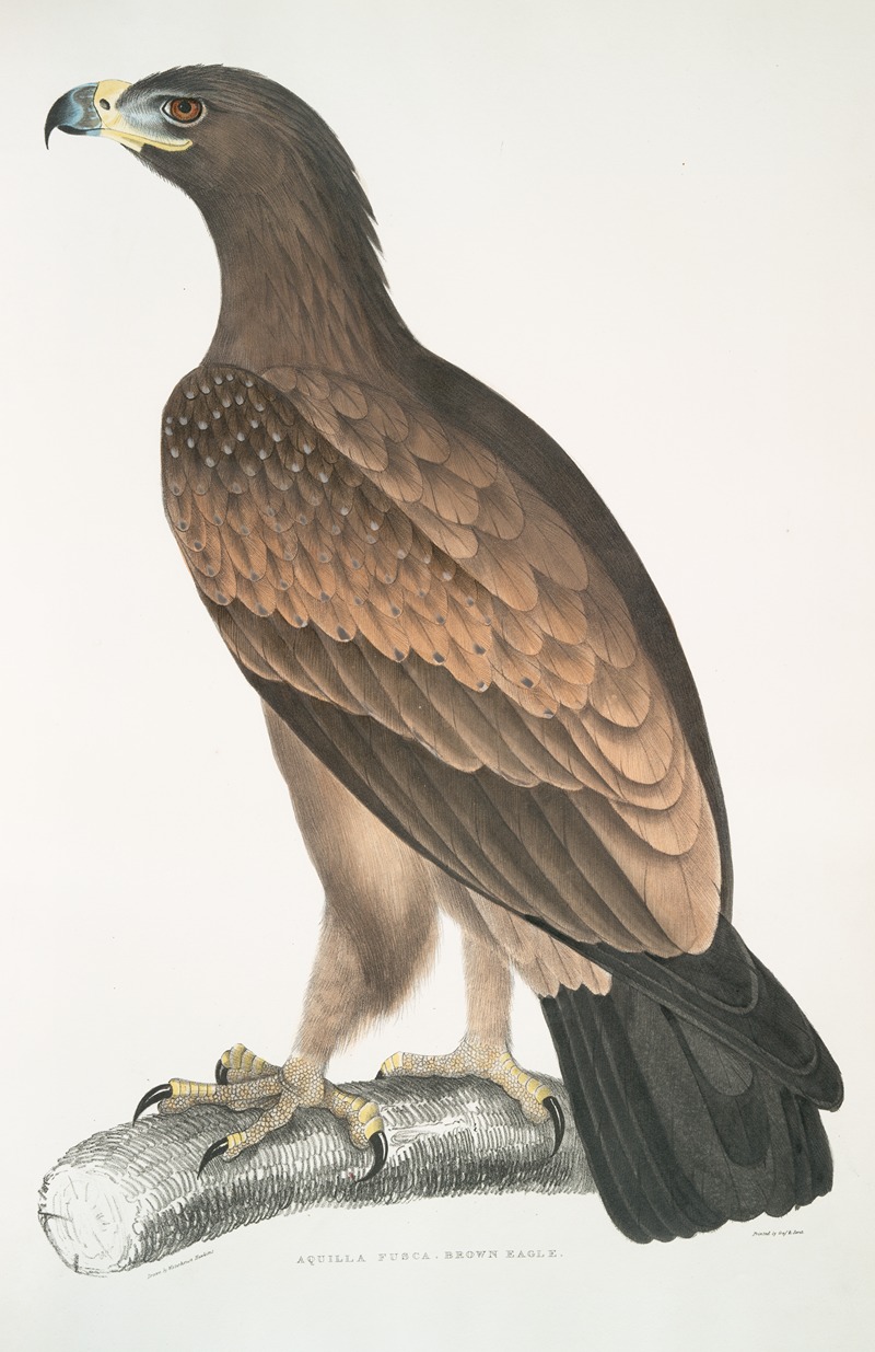 John Edward Gray - Brown Eagle, Aquilla fusca.