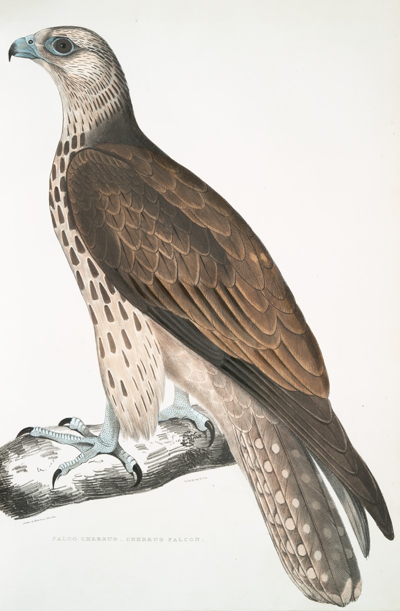 John Edward Gray - Cherrug Falcon, Falco cherrug.