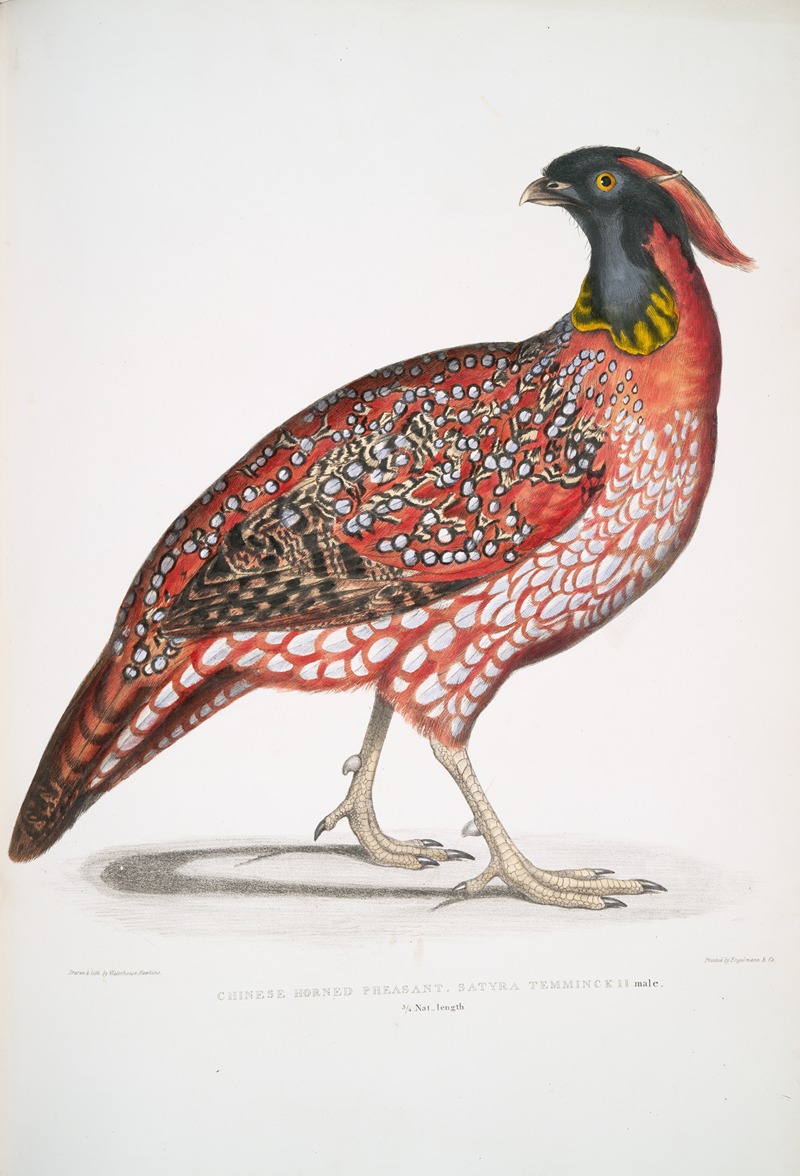 Chinese Horned Pheasant, Satyra Temminckii by John Edward Gray - Artvee