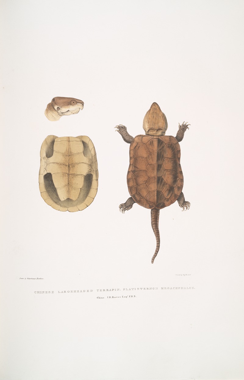 John Edward Gray - Chinese Large Headed Terrapin, Platisternon megacephalus. China.