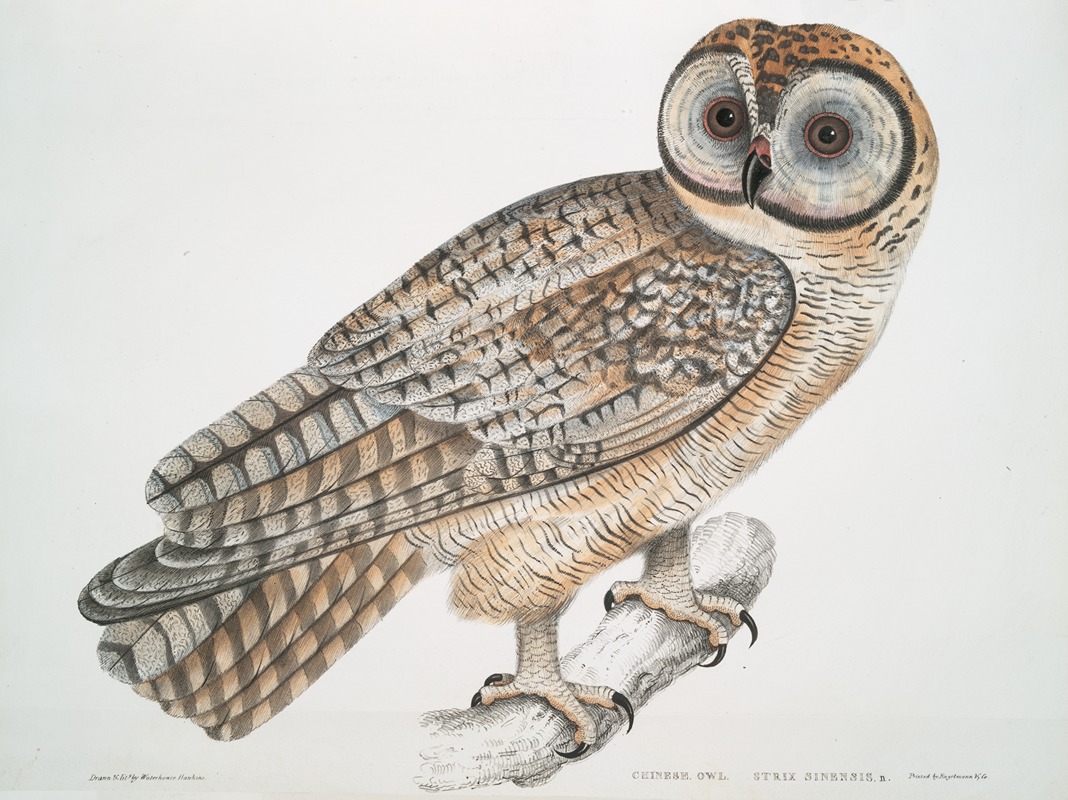 John Edward Gray - Chinese Owl, Strix Sinensis.