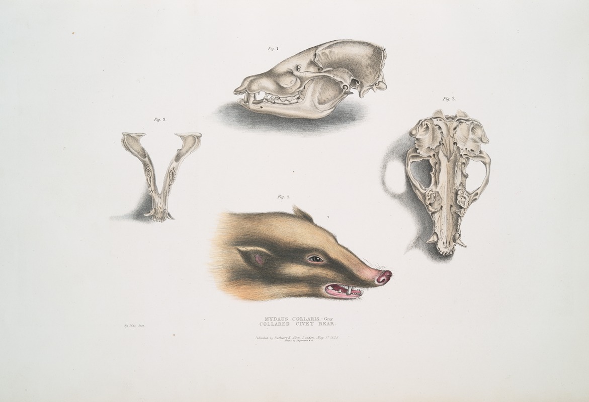 John Edward Gray - Collared Civet Bear, Mydaus collaris. Skull and head.