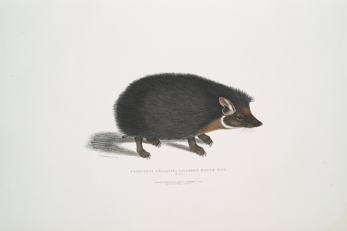 John Edward Gray - Collared Hedge Hog, Erinaceus collaris.