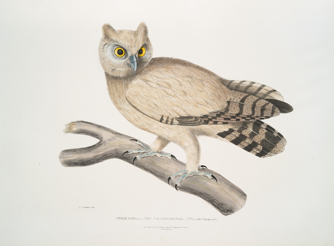 John Edward Gray - Coromandel Owl, Strix Coromandra.