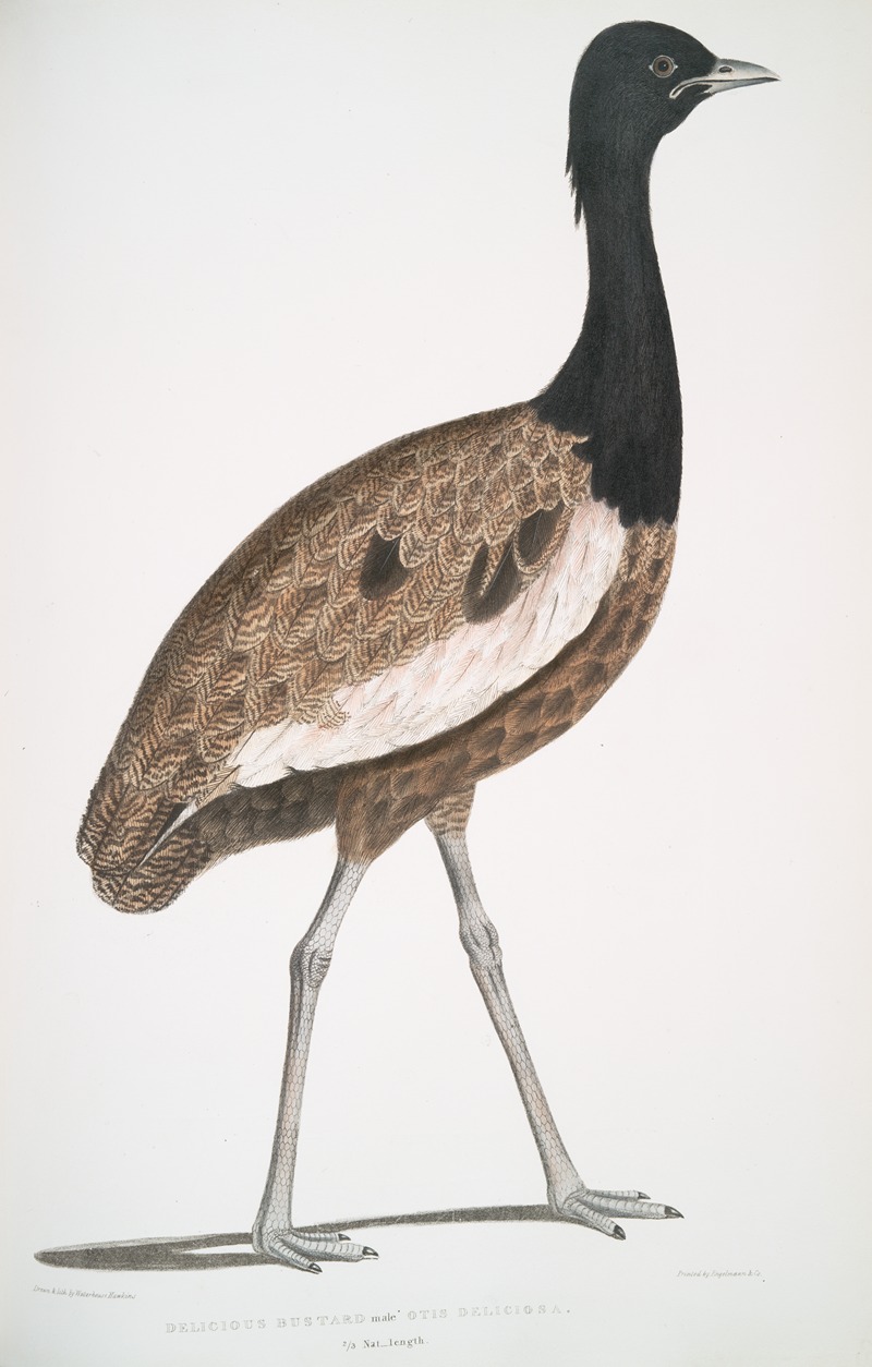 John Edward Gray - Delicious Bustard, Otis deliciosa. Male.