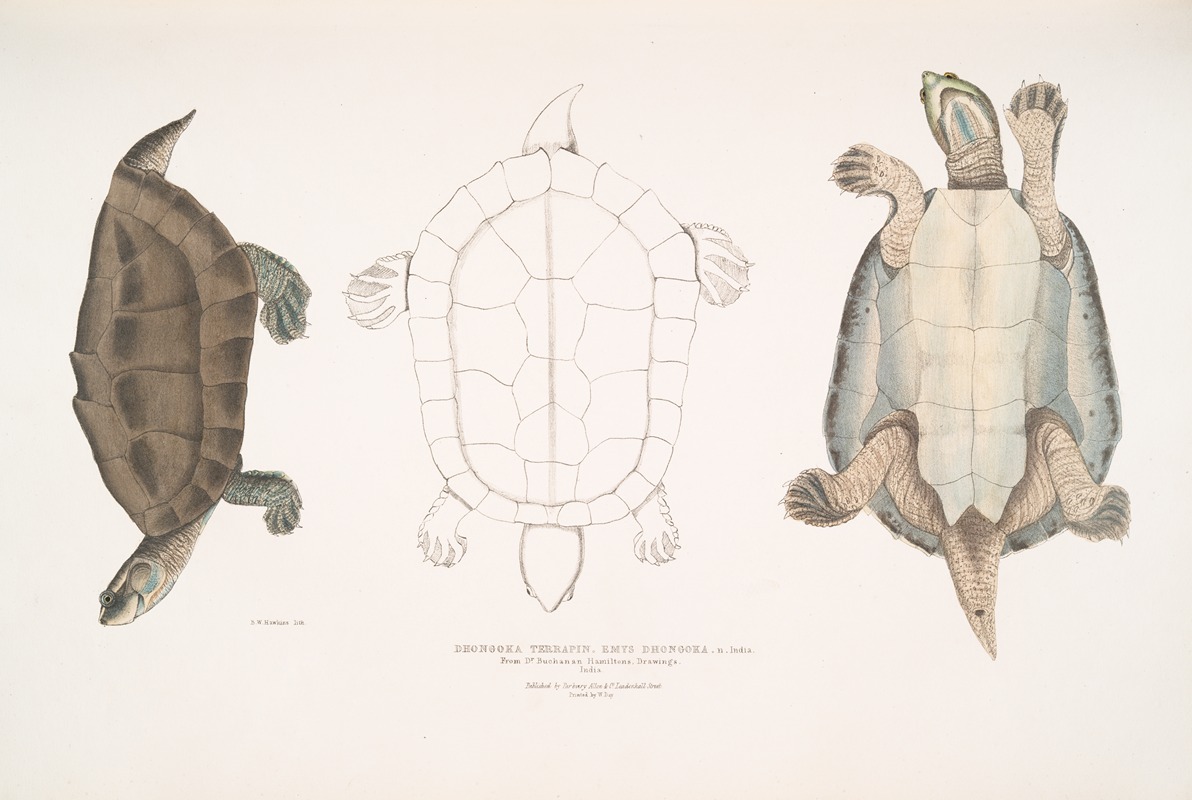 John Edward Gray - Dhongoka Terrapin, Emys Dhongoka.