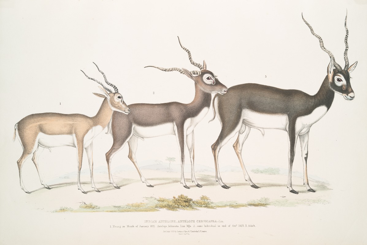 John Edward Gray - Indian Antelope, Antilope cervicapra. 1. Young in month of January 1822; 2. … same Individual in end of Oct. 1823; 3. Adult.
