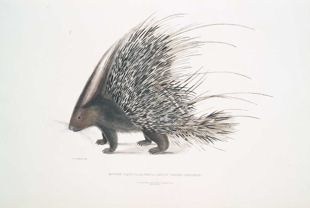 John Edward Gray - Indian Crested Porcupine, Histrix cristata.