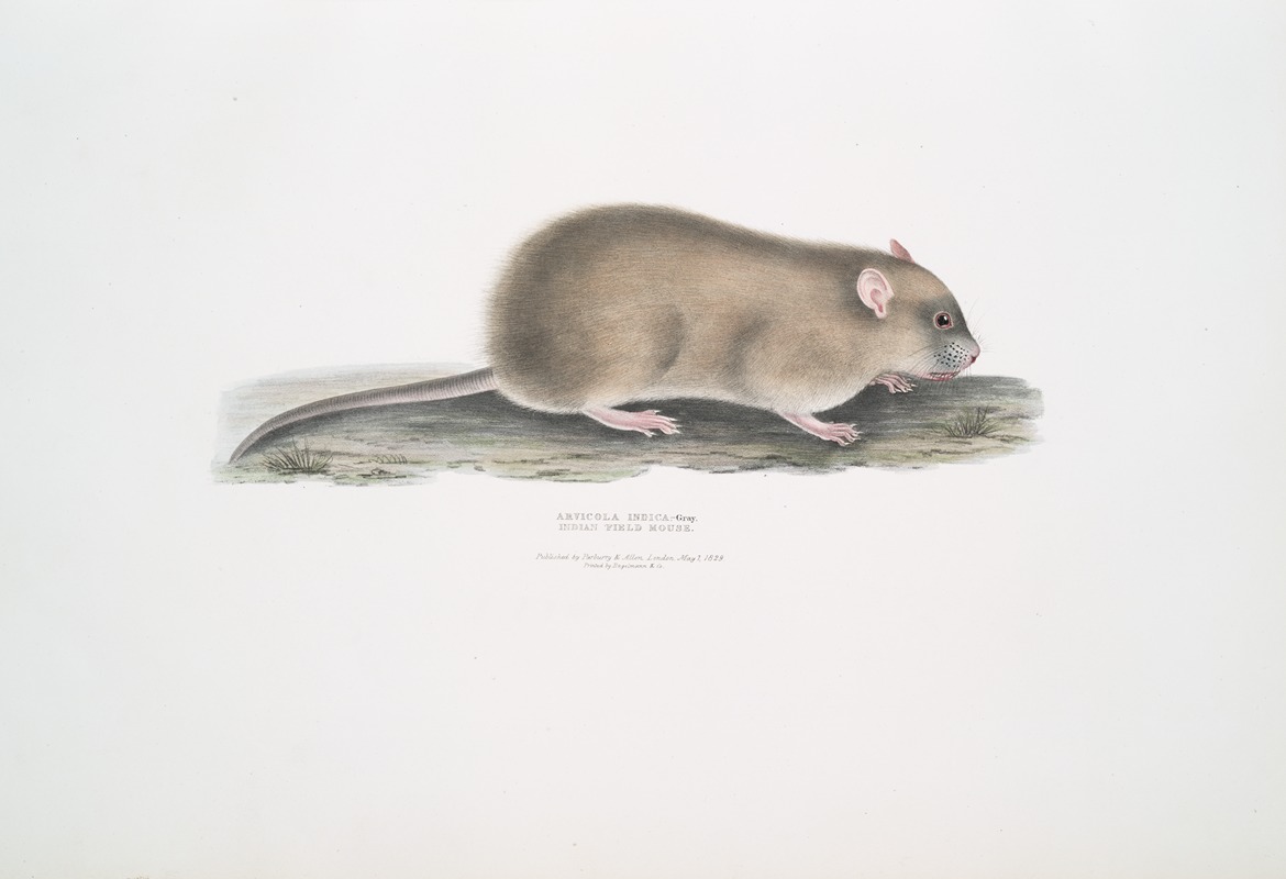 John Edward Gray - Indian Field Mouse, Arvicola Indica.
