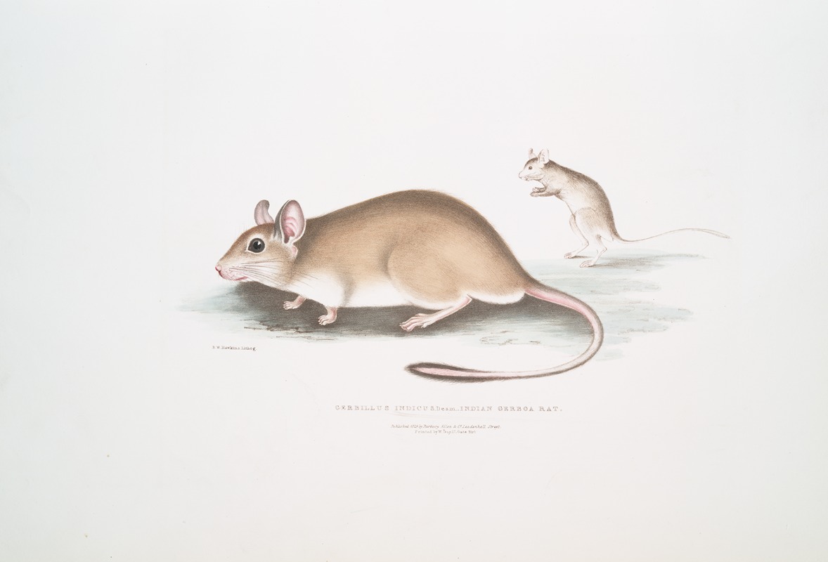 John Edward Gray - Indian Gerboa Rat, Gerbillus Indicus.
