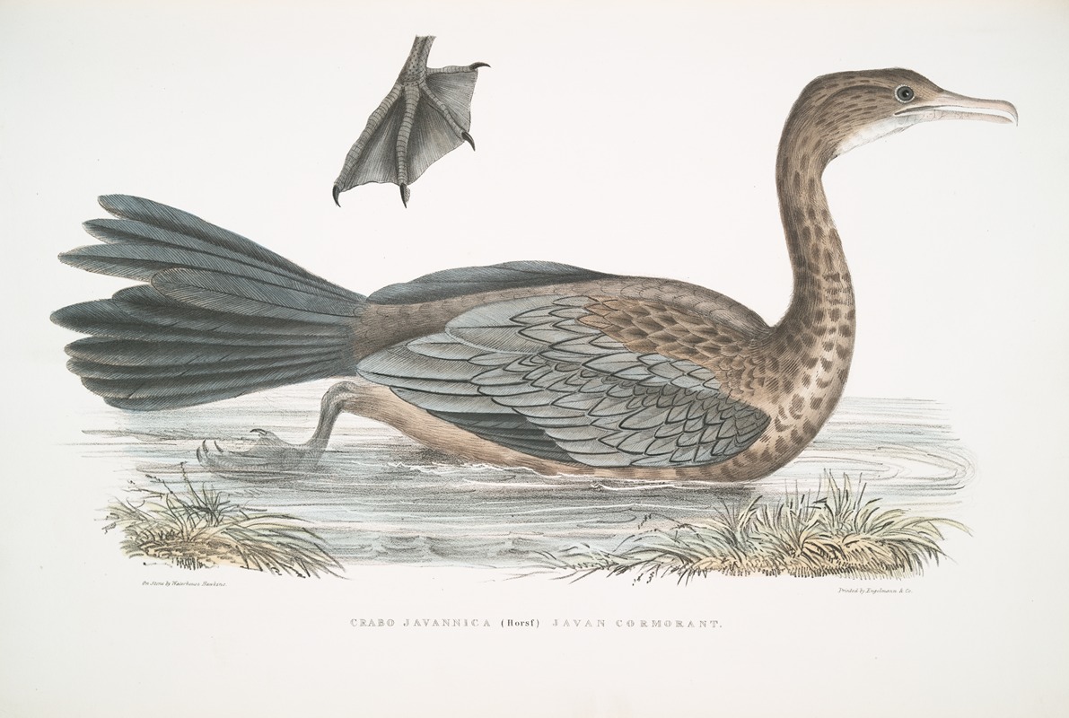 John Edward Gray - Javan Cormorant, Crabo [Carbo] Javannica.