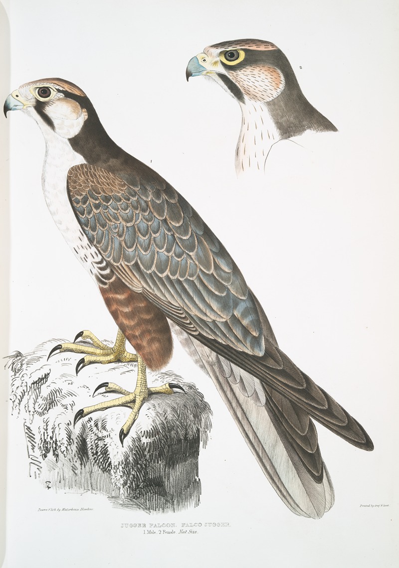 John Edward Gray - Jugger Falcon, Falco Jugger. 1. Male, 2. Female. Natural Size.