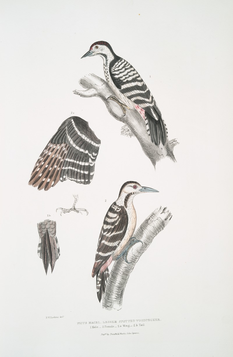 John Edward Gray - Lesser spotted Woodpecker, Picus Macei. 1. Male, 2. Female, 2a. Wing, 2b. Tail.