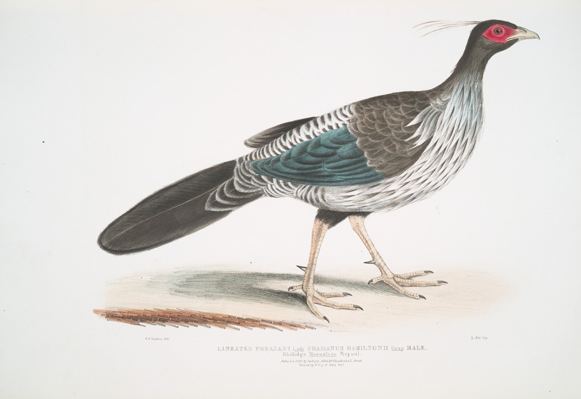 John Edward Gray - Lineated [Nepaul] Pheasant, Phasianus Hamiltonii.