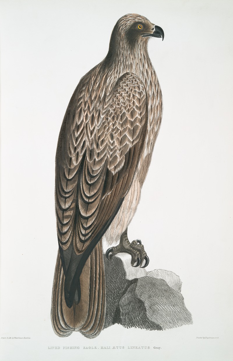 John Edward Gray - Lined Fishing Eagle, Haliætus lineatus.