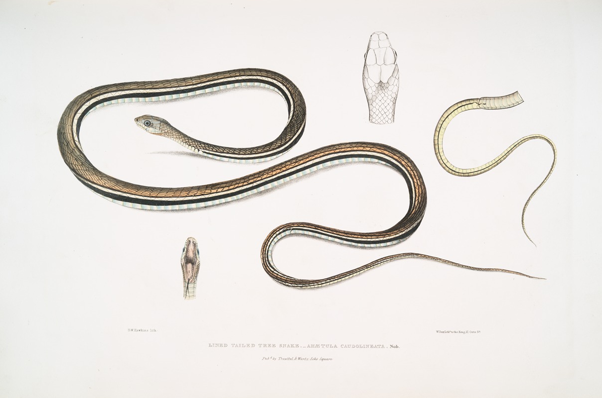 John Edward Gray - Lined Tailed Tree Snake, Ahætula caudolineata.