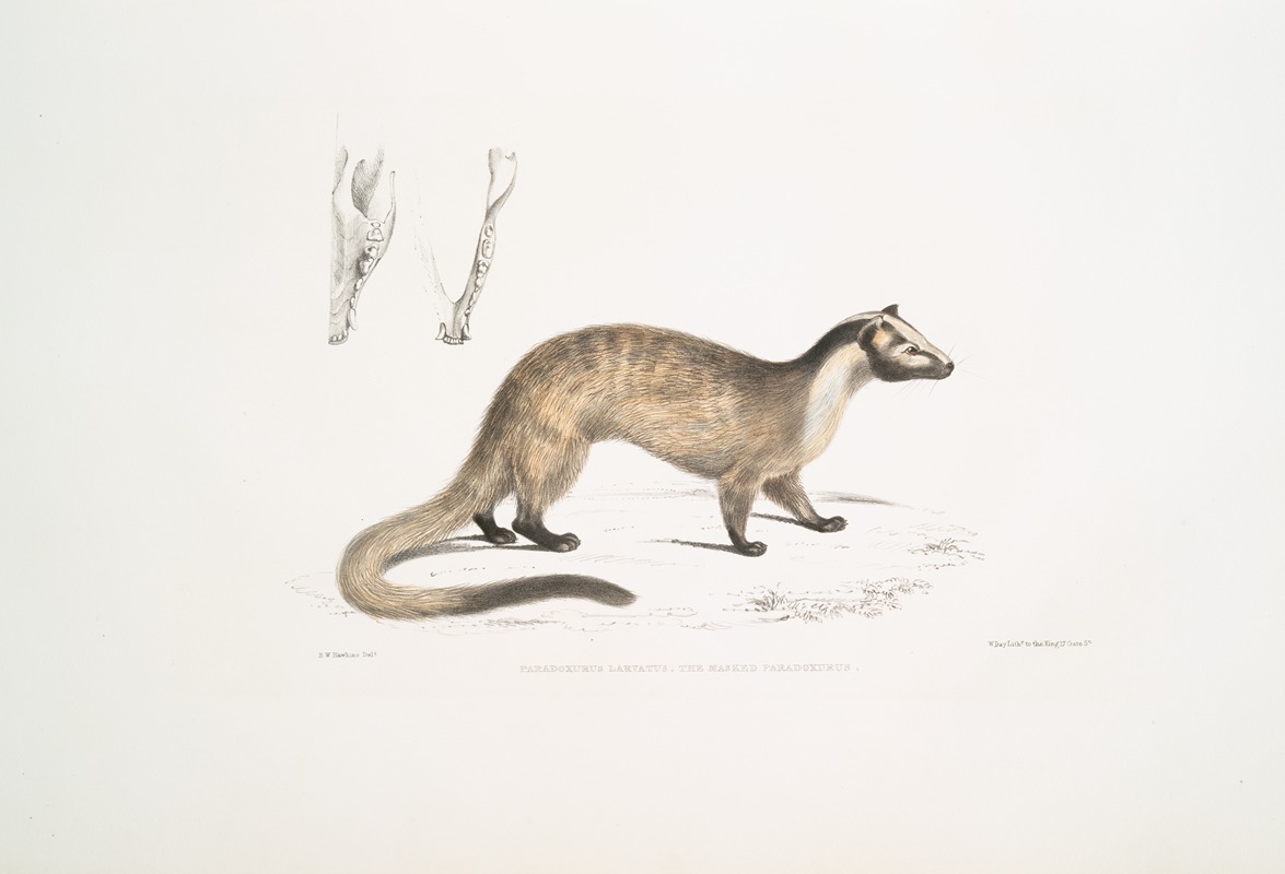 John Edward Gray - Masked Paradoxurus, Paradoxurus (Viverra) Larvatus.