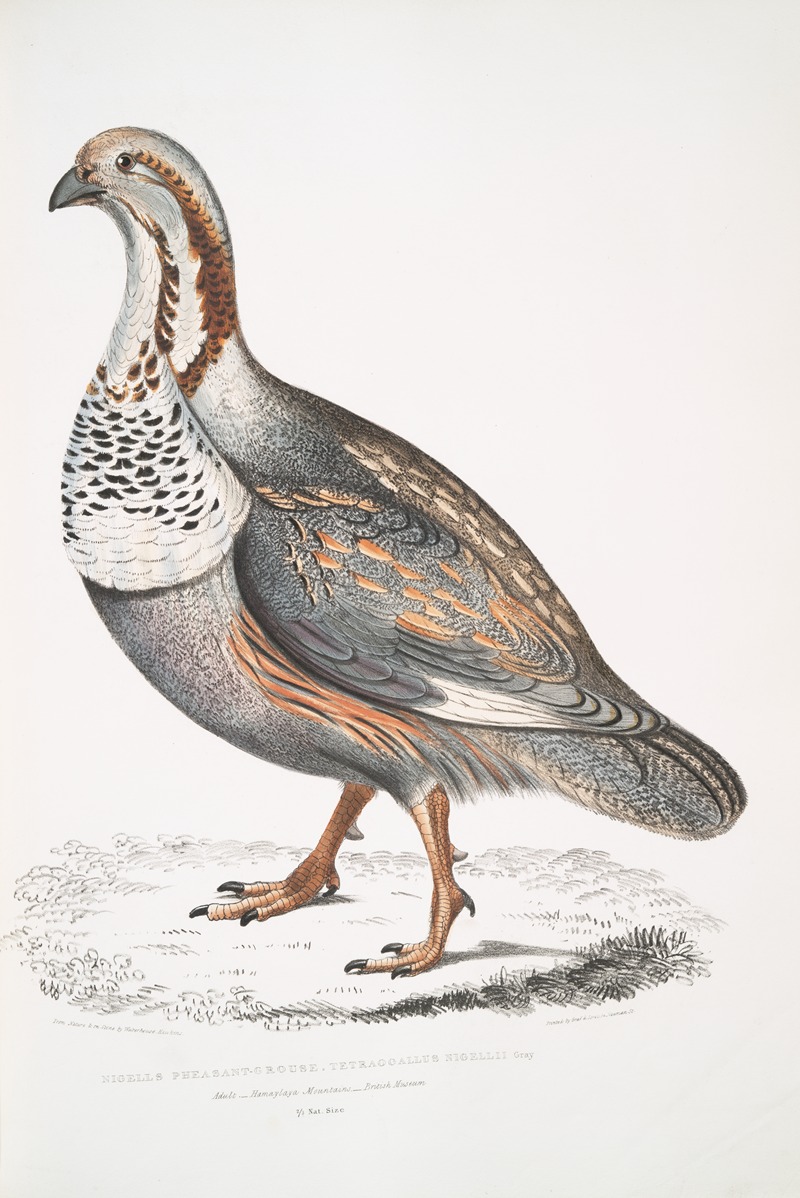 John Edward Gray - Nigell’s Pheasant Grouse, Tetraogallus Nigellii. Adult. Hamalaya Mountains