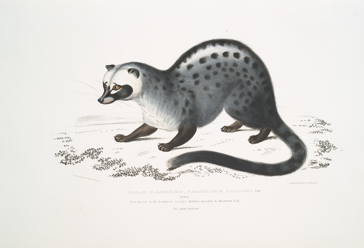 John Edward Gray - Pallas’s Paradoxurus, Paradoxurus Pallasii. India.