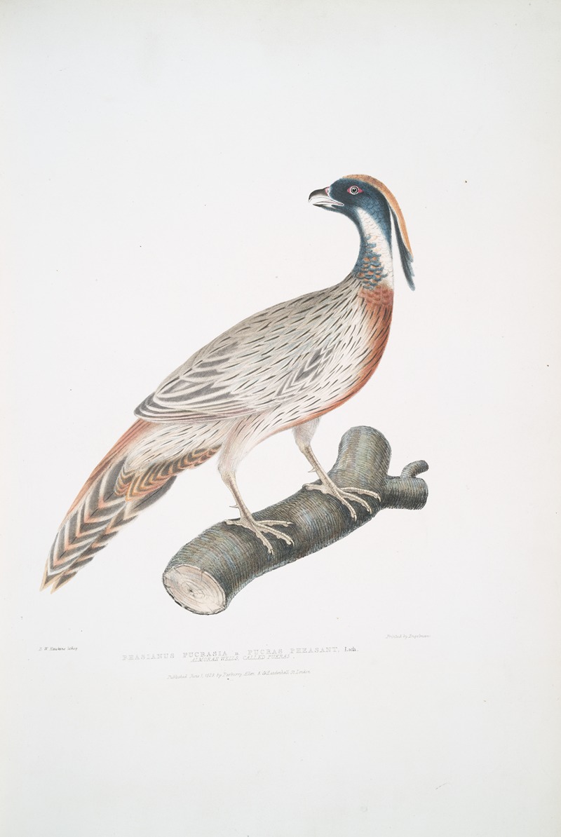 John Edward Gray - Pucras Pheasant, Phasianus Pucrasia.