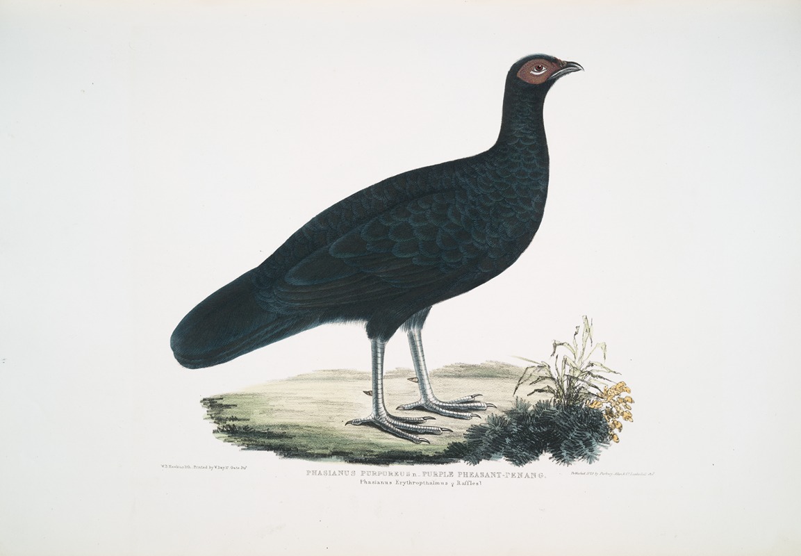 John Edward Gray - Puple Pheasant, Phasianus purpureus.