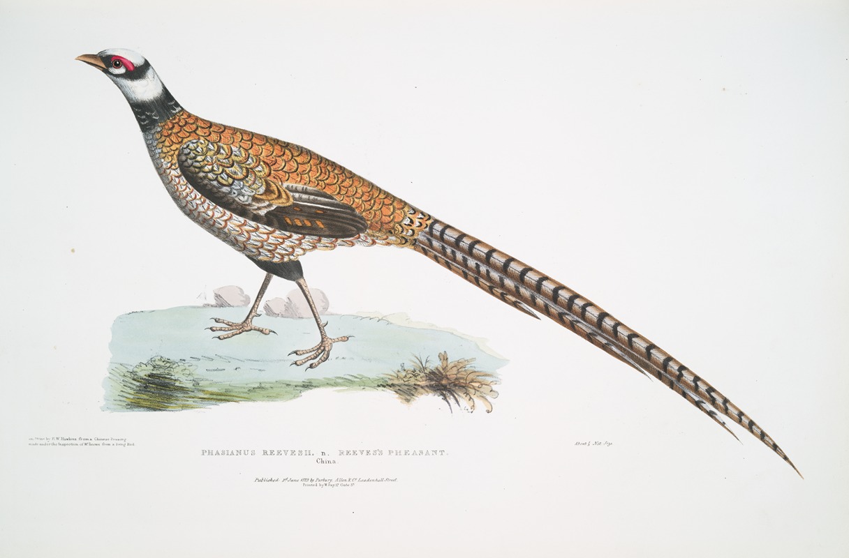 John Edward Gray - Reeve’s Pheasant, Phasianus Reevesii.