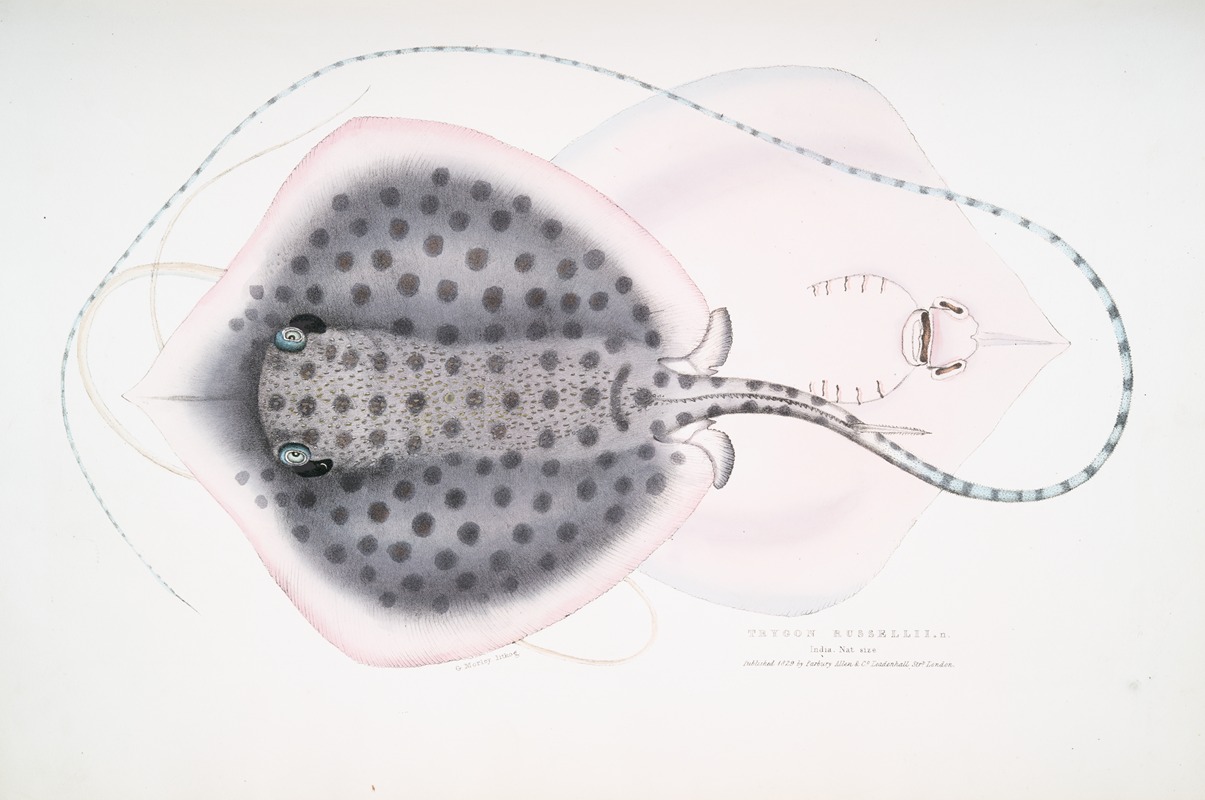 John Edward Gray - Russell’s Sting Ray, Trygon Russellii.