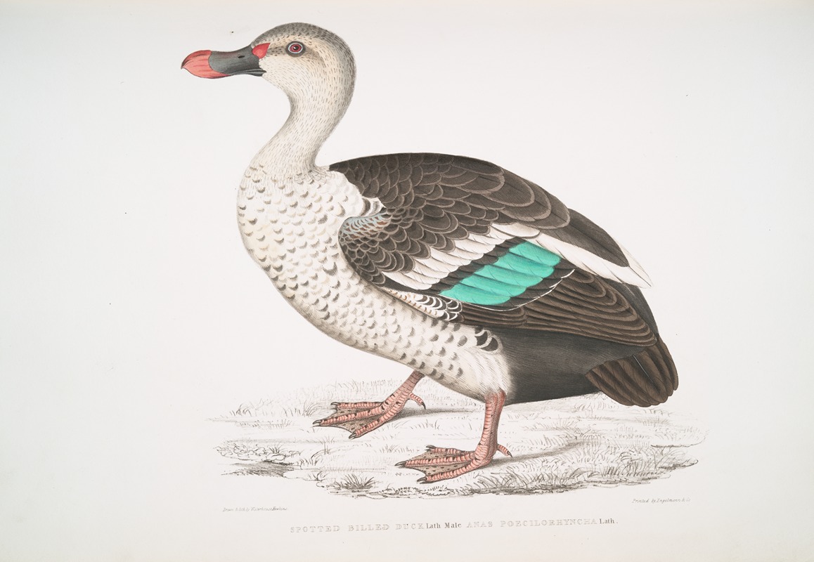 John Edward Gray - Spotted Billed Duck, Anas poecillorhyncha.