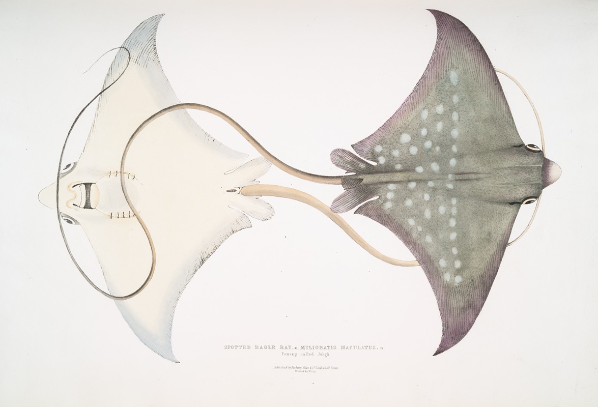 John Edward Gray - Spotted Eagle [Sting] Ray, Myliobatis maculatus. Penang, called Jungli.