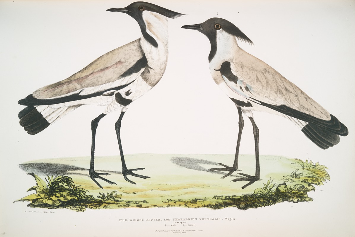 John Edward Gray - Spur Winged Plover, Charadrius ventralis. Male and Female.