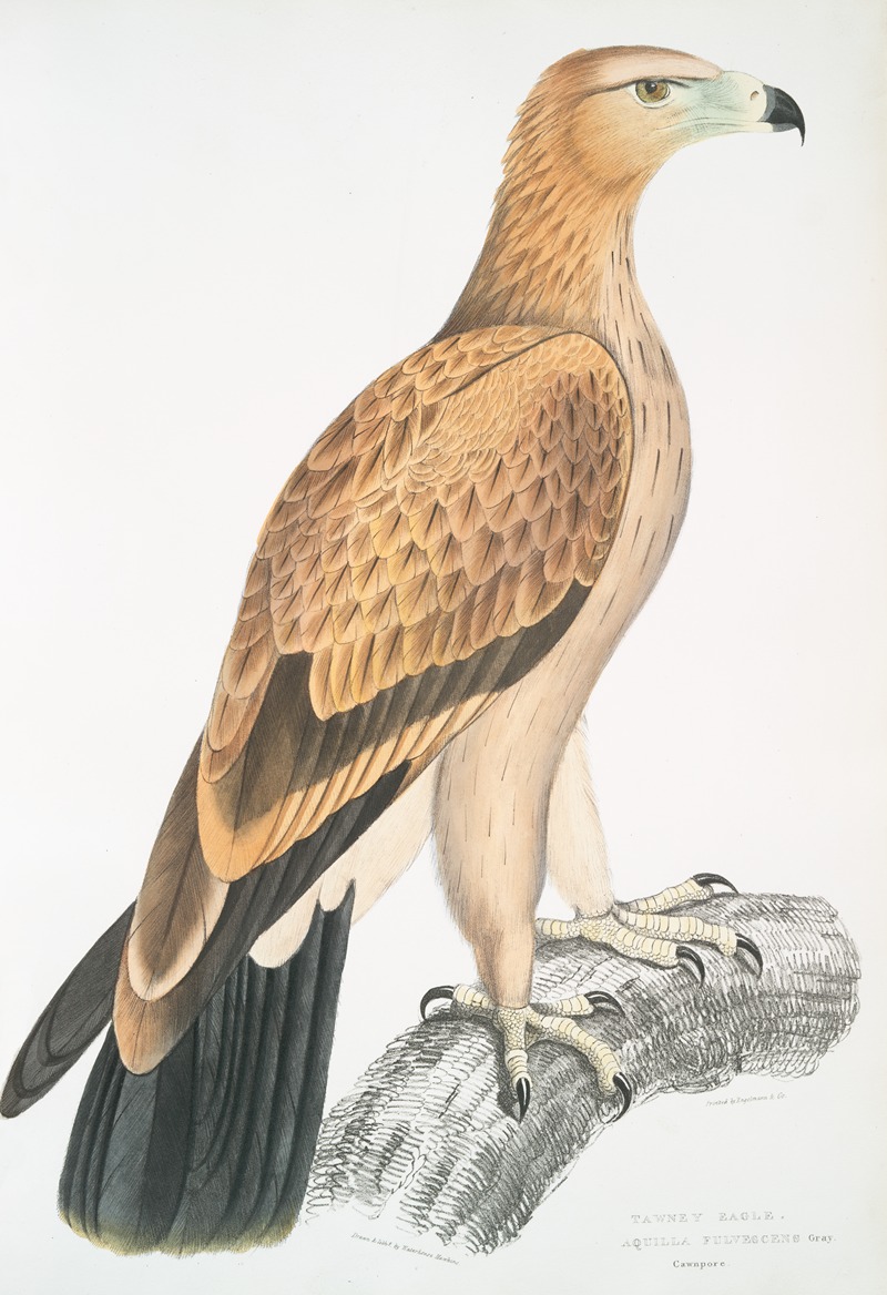 John Edward Gray - Tawny Eagle, Aquilla fulvescens.