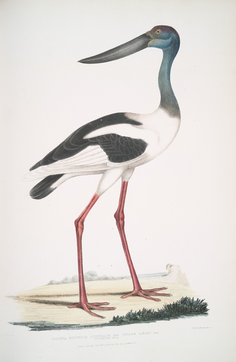 John Edward Gray - Tetaar Jabiru, Ciconia (Mycteria) Australis.