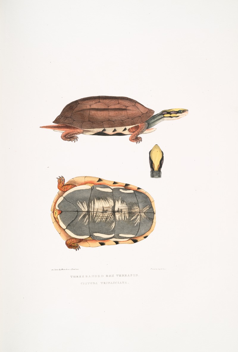 John Edward Gray - Three Banded Box Terrapin, Cistuda trifasciata.