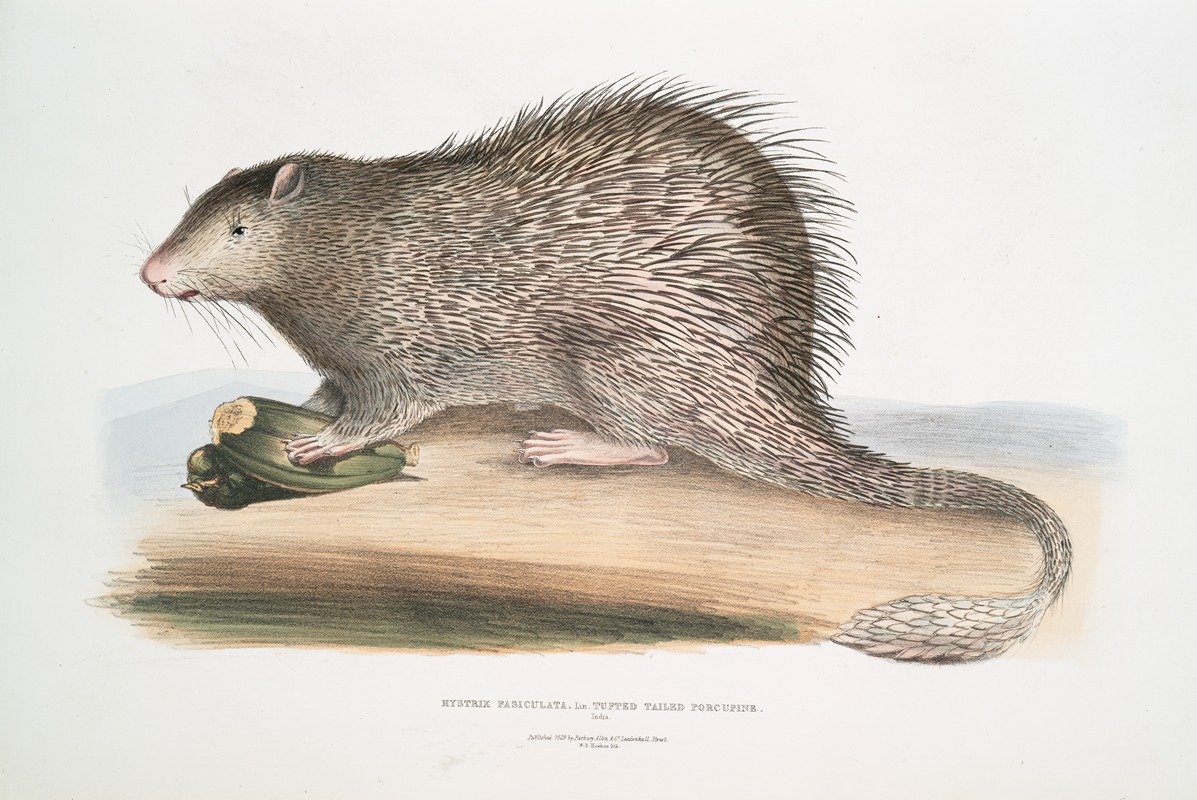 John Edward Gray - Tufted-tailed Porcupine, Hystrix fasiculata [Histrix fasciculata]. India.