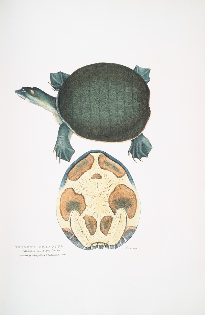John Edward Gray - Valvular Trionyx, Emyda punctata, (Trionyx granosus).